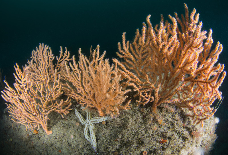 Eunicella verrucosa - Corals (Anthozoa)