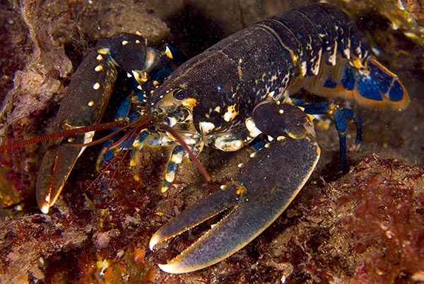 Homarus gammarus - Crabs, Lobsters, Shrimps & Prawns etc (Crustacea)