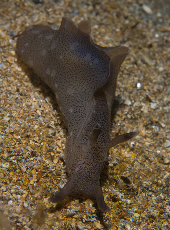 Aplysia punctata - Sea Slugs & Sea Hares (Nudibranchs etc)