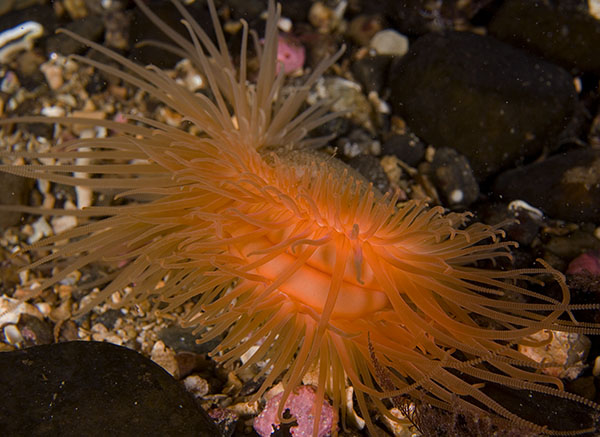 Limaria hians - Sea Snails, Bivalves & Lamp Shells (Mollusca etc)