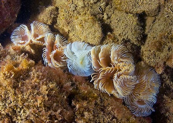Bispira volutacornis - Worms (from various groups)