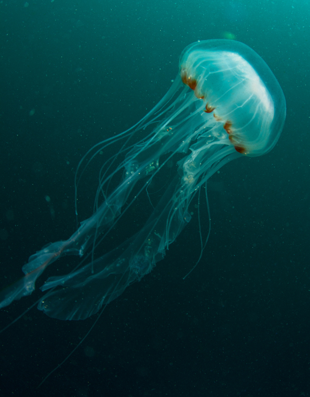 Chrysaora hysoscella - Jellyfish and 'jelly-like' animals