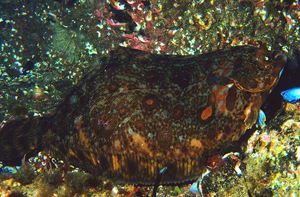 Microstomus kitt - Fishes – bony and cartilagous (Pisces)