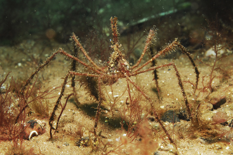 Macropodia sp. - Crabs, Lobsters, Shrimps & Prawns etc (Crustacea)