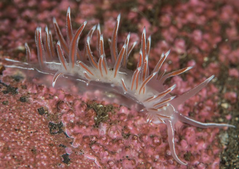 Fjordia sp. - Sea Slugs & Sea Hares (Nudibranchs etc)