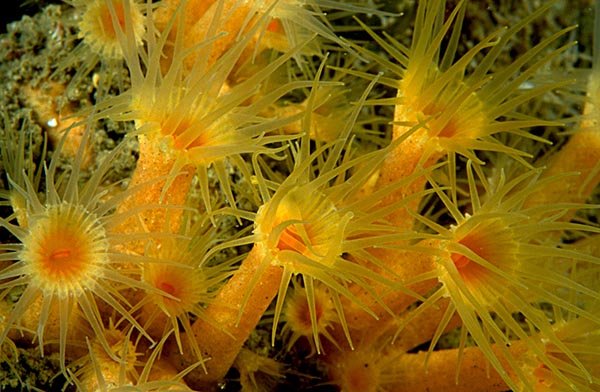Parazoanthus axinellae - Anemones (Anthozoa)
