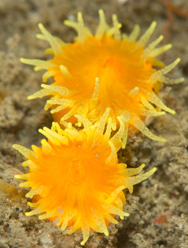Balanophyllia regia - Corals (Anthozoa)