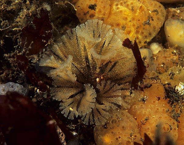 Bugula flabellata - Sea Mats (Bryozoa)
