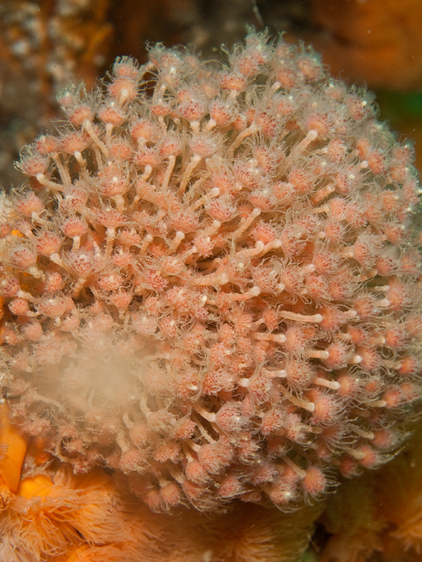 Tubularia larynx - Sea Firs (Hydrozoa)