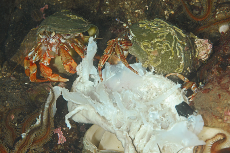 Pagurus bernhardus eating dogfish carcass behaviour observation - Behaviour observations