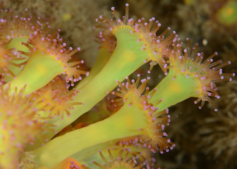 Corynactis viridis - Anemones (Anthozoa)