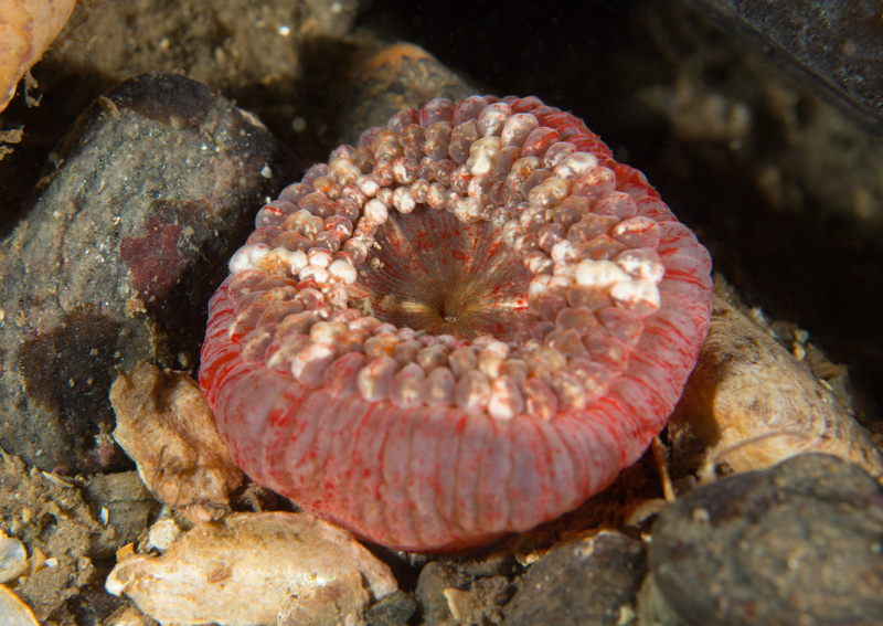 Capnea sanguinea - Anemones (Anthozoa)