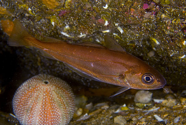 Trisoterus minutus - Fishes – bony and cartilagous (Pisces)