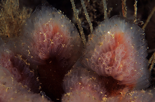 Morchellium argus - Sea Squirts (Tunicata)