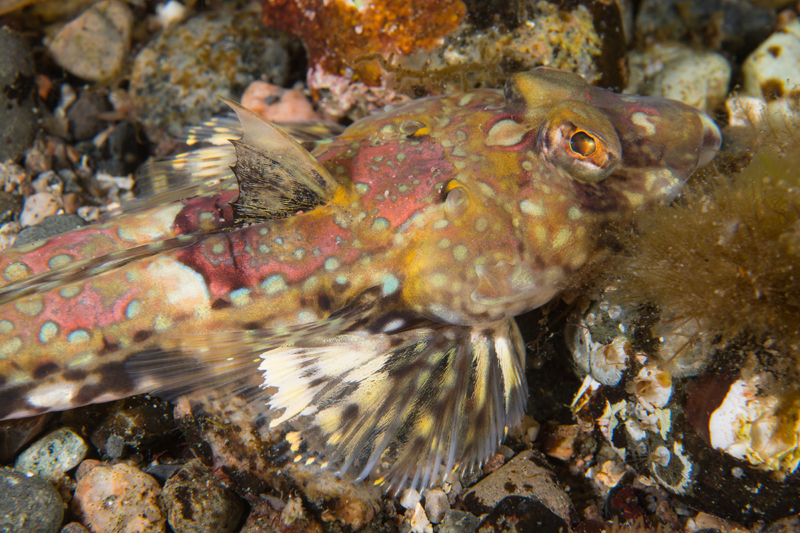 Callionymus reticulatus - Fishes – bony and cartilagous (Pisces)