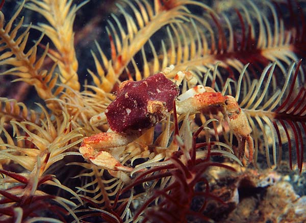 Ebalia sp. - Crabs, Lobsters, Shrimps & Prawns etc (Crustacea)