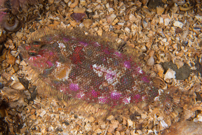 Phrynorhombus norvegicus - Fishes – bony and cartilagous (Pisces)