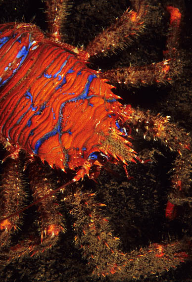 Galathea strigosa - Crabs, Lobsters, Shrimps & Prawns etc (Crustacea)