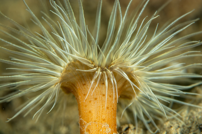 Sagartiogeton undatus - Anemones (Anthozoa)