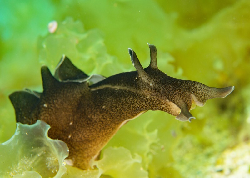 Aplysia punctata - Sea Slugs & Sea Hares (Nudibranchs etc)