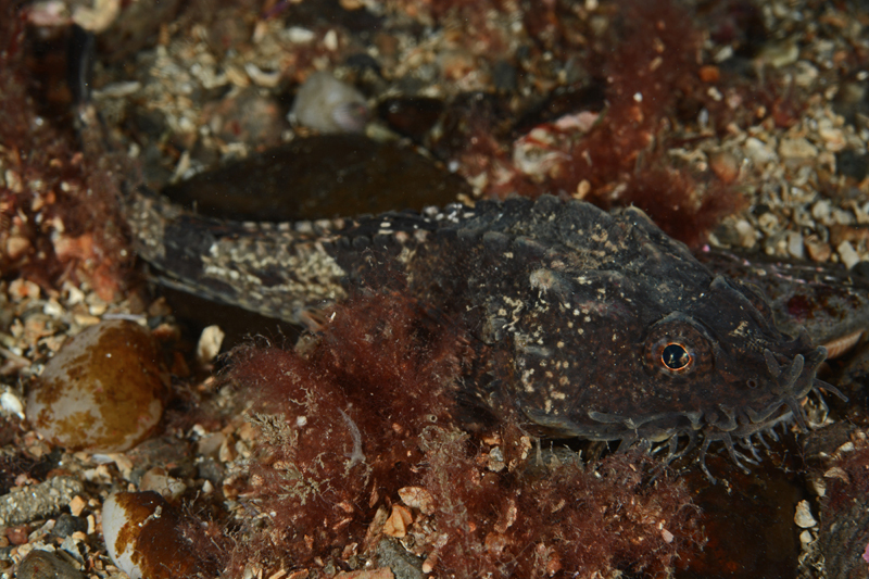 Agonus cataphractus - Fishes – bony and cartilagous (Pisces)