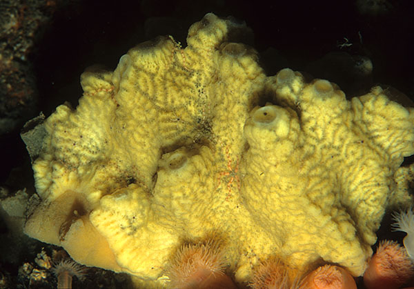 Myxilla incrustans - Sponges (Porifera)