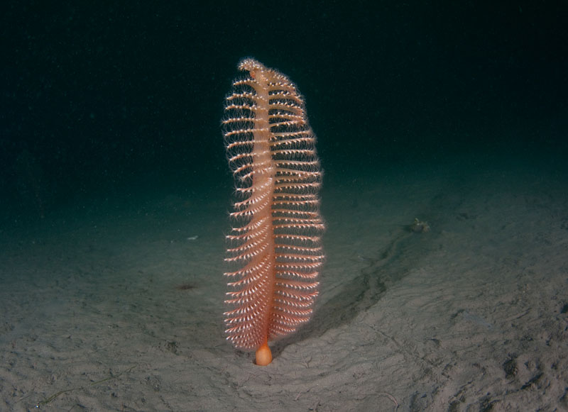 Pennatula phosphorea - Corals (Anthozoa)