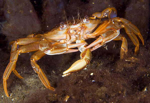 Liocarcinus depurator (eating hermit crab claw) - Behaviour observations