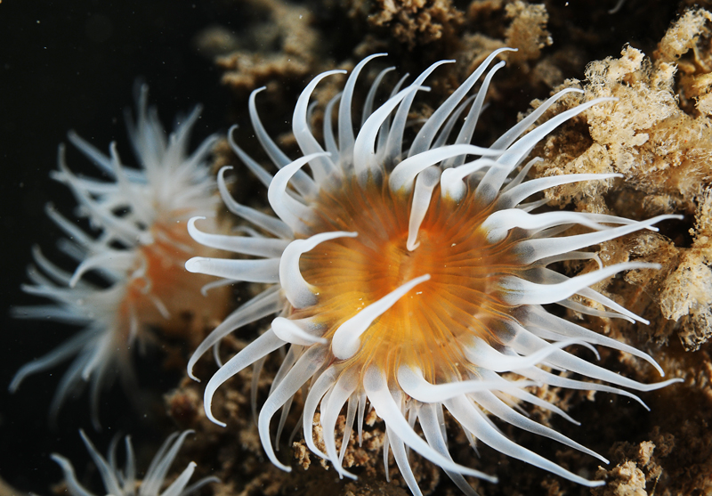 Actinothoe sphyrodeta - Anemones (Anthozoa)