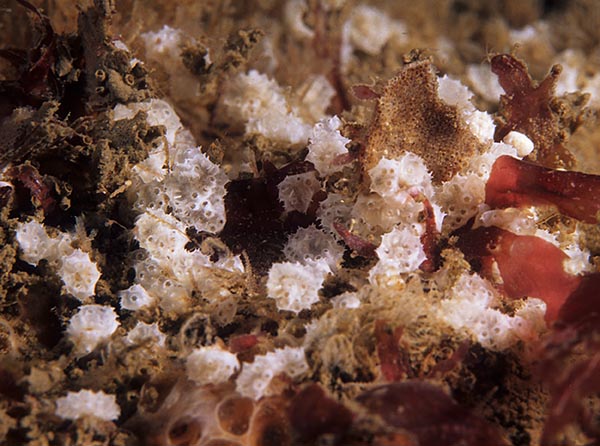 Didemnum maculosum var. Dentate - Sea Squirts (Tunicata)