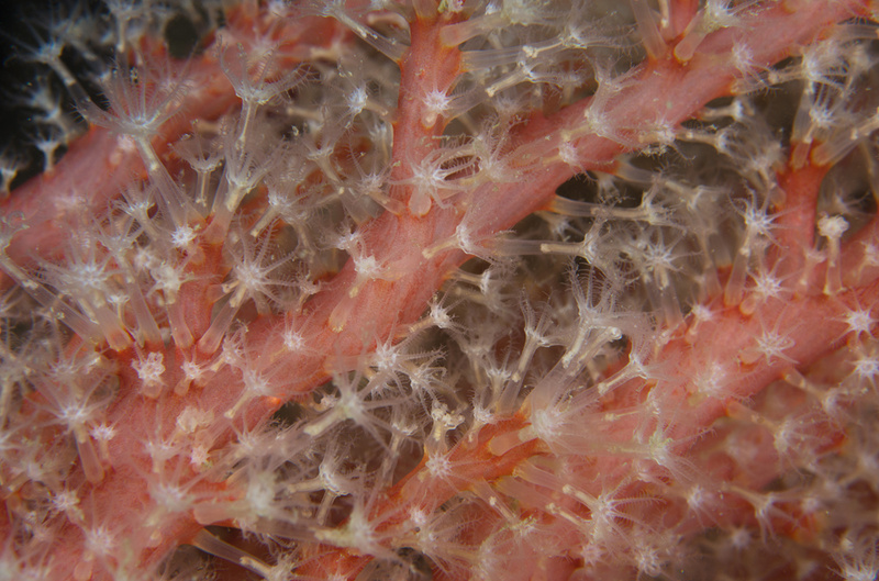 Alcyonium glomeratum - Corals (Anthozoa)