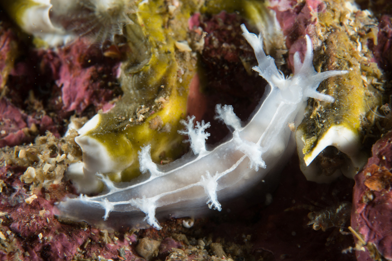 Duvaucelia lineata - Sea Slugs & Sea Hares (Nudibranchs etc)