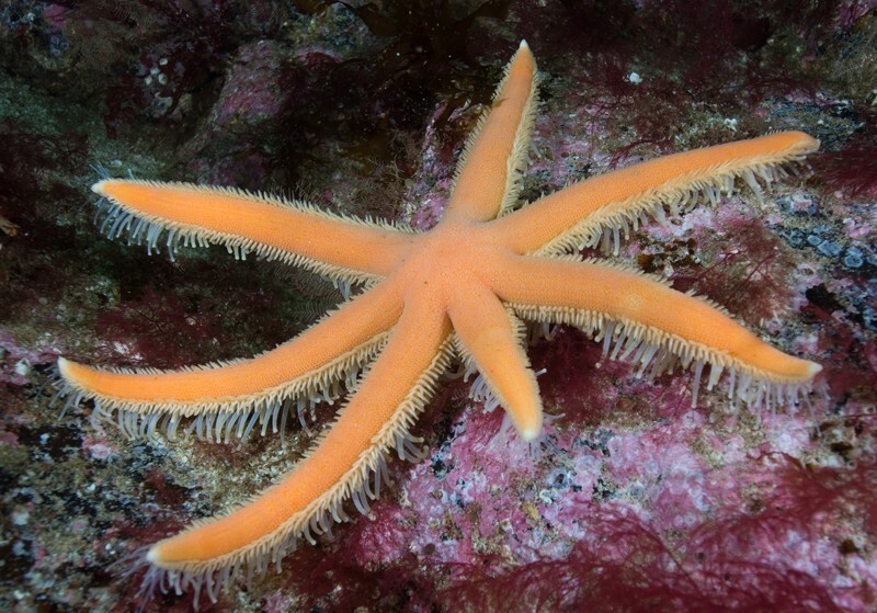 Luidia ciliaris 2 - Starfish (Echinodermata)