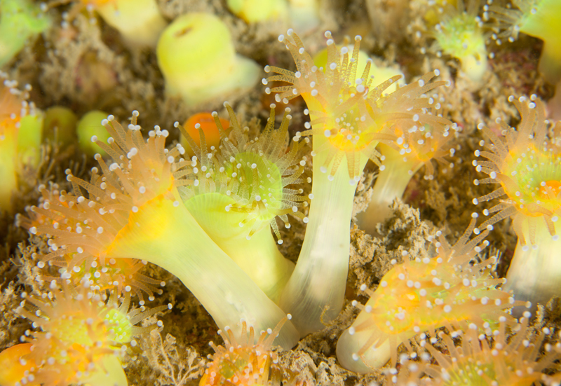 Corynactis viridis