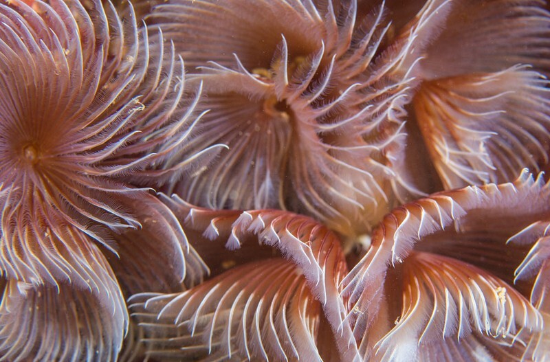 Bispira volutacornis - Worms (from various groups)