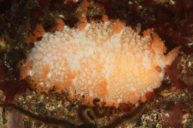 Tritonia hombergi - Sea Slugs & Sea Hares (Nudibranchs etc)
