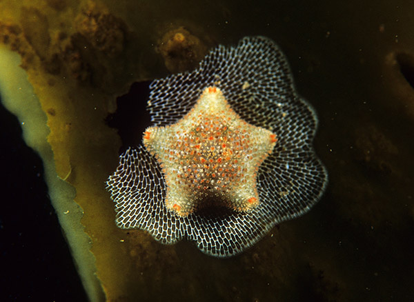 Asterina gibbosa - Starfish (Echinodermata)