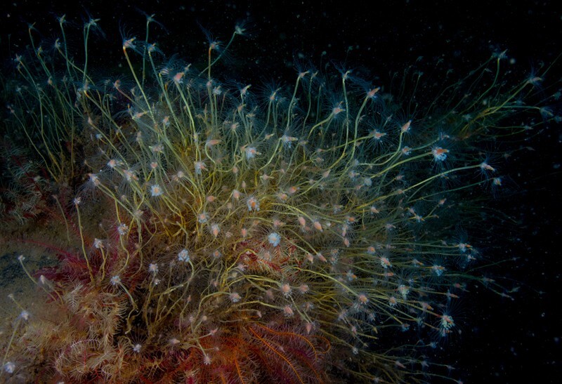 Tubularia indivisa - Sea Firs (Hydrozoa)
