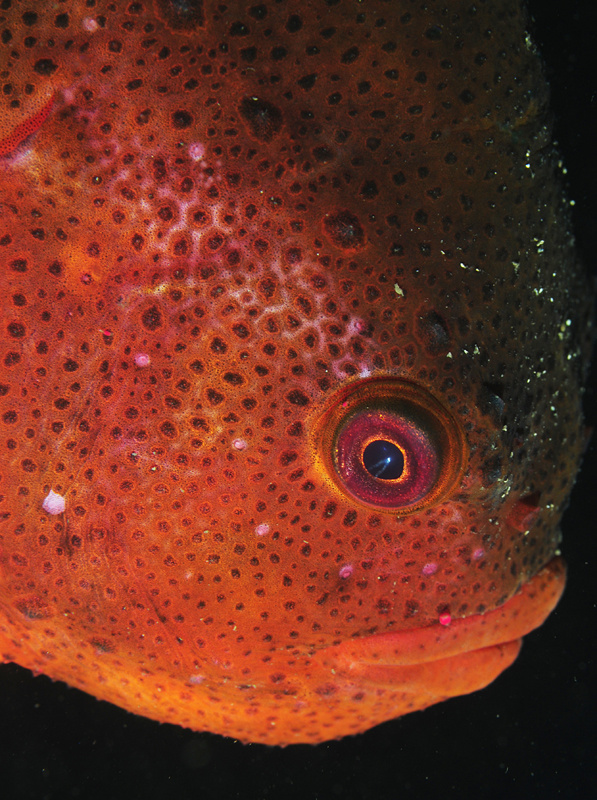 Cyclopterus lumpus - Fishes – bony and cartilagous (Pisces)