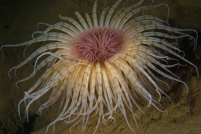 Pachycerianthus multiplicatus - Anemones (Anthozoa)