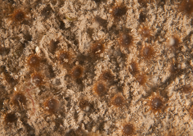 Isozoanthus sulcatus - Anemones (Anthozoa)