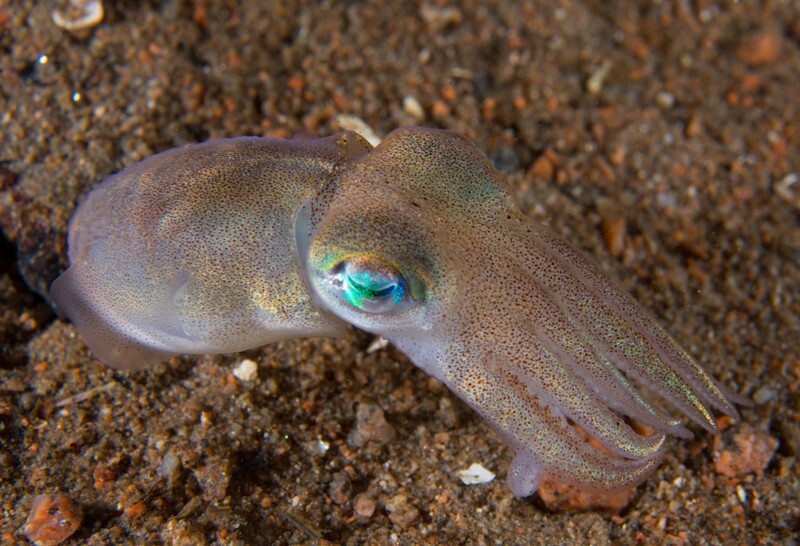 Rossia macrosoma - Octopus, Squid & Cuttlefish (Cephalopoda)