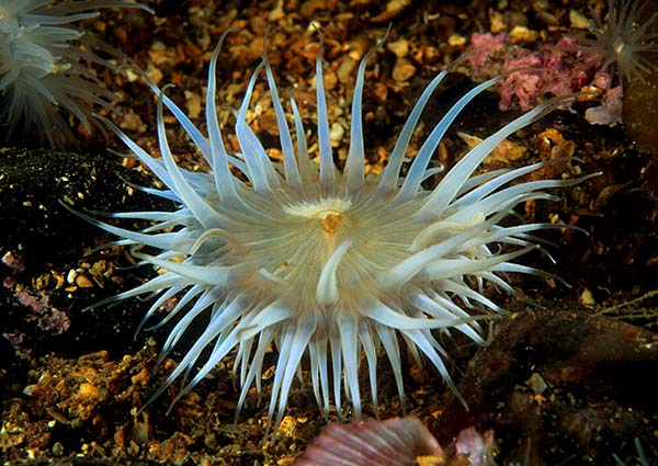 Sagartia elegans nivea - Anemones (Anthozoa)