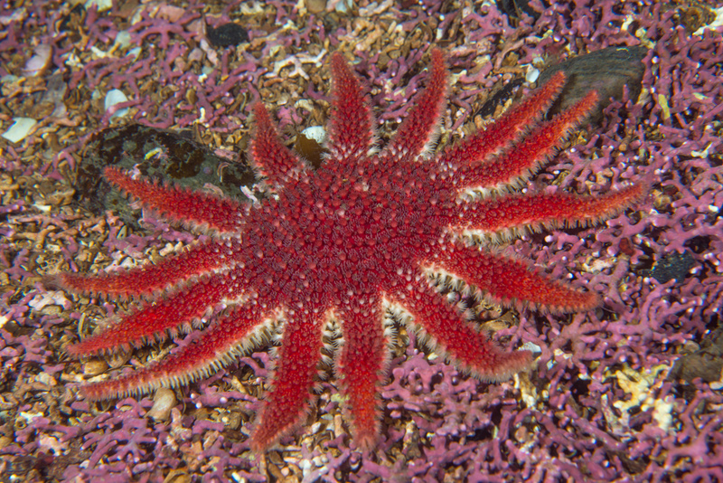 Crossaster papposus - Starfish (Echinodermata)