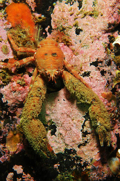 Galathea nexa - Crabs, Lobsters, Shrimps & Prawns etc (Crustacea)
