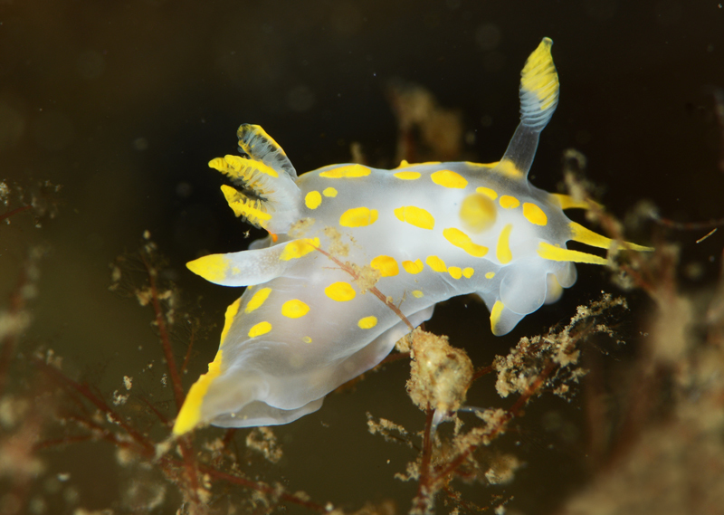 Polycera quadrilineata - Sea Slugs & Sea Hares (Nudibranchs etc)