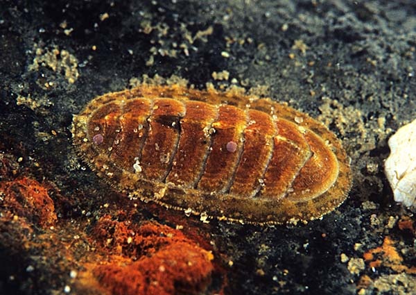 Lepidochitona cinerea - Sea Snails, Bivalves & Lamp Shells (Mollusca etc)