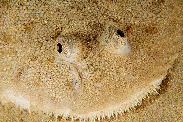 Solea solea TBC - Fishes – bony and cartilagous (Pisces)