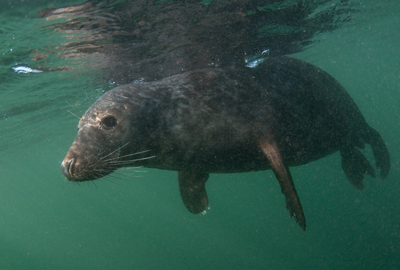 Grey Seal - Halichoerus grypus - Grey Seals