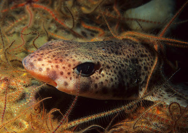 Scyliorhinus canicula - Fishes – bony and cartilagous (Pisces)